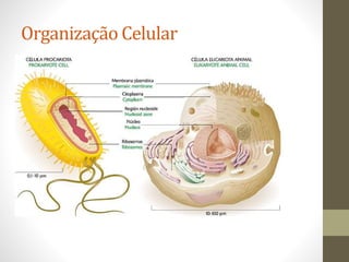 Organização Celular
 
