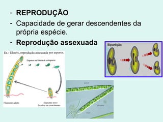 - REPRODUÇÃO
- Capacidade de gerar descendentes da
  própria espécie.
- Reprodução assexuada Bipartição
 