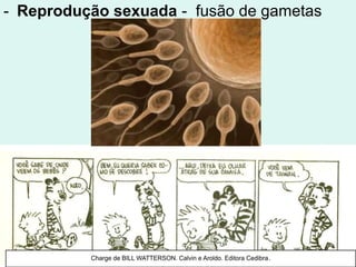 - Reprodução sexuada - fusão de gametas
 
