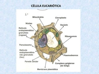CÉLULA EUCARIÓTICA
 