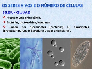 SERES UNICELULARES
 Possuem uma única célula.
 Bactérias, protozoários, leveduras.
 Podem ser procariontes (bactérias) ou eucariontes
(protozoários, fungos (leveduras), algas unicelulares).
 