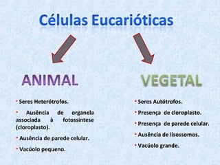 • Seres Heterótrofos.           • Seres Autótrofos.
• Ausência de organela          • Presença de cloroplasto.
associada      à fotossíntese
                                • Presença de parede celular.
(cloroplasto).
                                • Ausência de lisossomos.
• Ausência de parede celular.
                                • Vacúolo grande.
• Vacúolo pequeno.
 