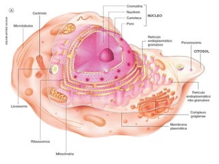 Introdução à biologia celular