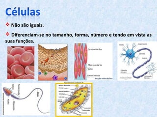  Não são iguais.
 Diferenciam-se no tamanho, forma, número e tendo em vista as
suas funções.
 
