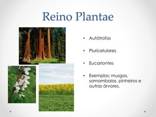 Reino Plantae
• Autótrofos
• Pluricelulares
• Eucariontes
• Exemplos: musgos,
samambaias, pinheiros e
outras árvores.
 