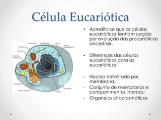 Célula Eucariótica
• Acredita-se que as células
eucarióticas tenham surgido
por evolução das procarióticas
ancestrais.
• Diferenças das células
eucarióticas para as
eucarióticas:
- Núcleo delimitado por
membrana;
- Conjunto de membranas e
compartimentos internos;
- Organelas citoplasmáticas
 