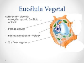 Eucélula Vegetal
Apresentam algumas
variações quanto à célula
animal:
- Parede celular
- Plastos (cloroplasto – verde)
- Vacúolo vegetal
 