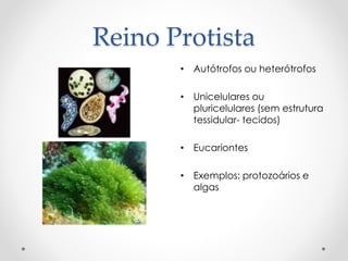 Reino Protista
• Autótrofos ou heterótrofos
• Unicelulares ou
pluricelulares (sem estrutura
tessidular- tecidos)
• Eucariontes
• Exemplos: protozoários e
algas
 