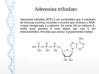 Adenosina trifosfato
●
Adenosina trifosfato (ATP) é um nucleotídeo que é substrato
de diversas enzimas incluindo a enzima que sintetiza o RNA.
A base nitrogenada é a adenina. Se existe OH no carbono 2',
então essa pentose é uma ribose, por isso é um
ribonucleotídeo. Perceba que possui 3 grupamentos fosfato.
 