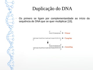 Duplicação do DNA
●
Os primers se ligam por complementaridade ao início da
sequência de DNA que se quer multiplicar [15].
 