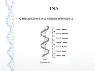RNA
●
O RNA também é uma molécula informacional.
 