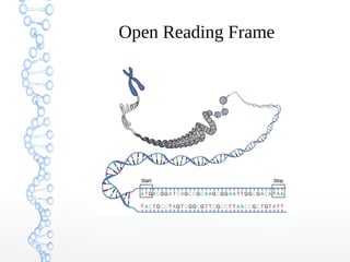 Open Reading Frame
 