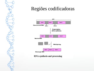 Regiões codificadoras
 