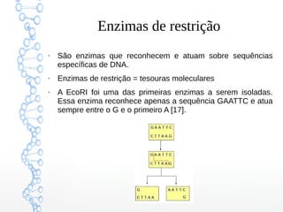 Enzimas de restrição
●
São enzimas que reconhecem e atuam sobre sequências
específicas de DNA.
●
Enzimas de restrição = tesouras moleculares
●
A EcoRI foi uma das primeiras enzimas a serem isoladas.
Essa enzima reconhece apenas a sequência GAATTC e atua
sempre entre o G e o primeiro A [17].
 