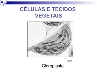 CÉLULAS E TECIDOS
VEGETAIS
Cloroplasto
 