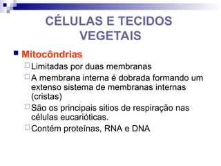 CÉLULAS E TECIDOS
VEGETAIS
 Mitocôndrias
Limitadas por duas membranas
A membrana interna é dobrada formando um
extenso sistema de membranas internas
(cristas)
São os principais sitios de respiração nas
células eucarióticas.
Contém proteínas, RNA e DNA
 