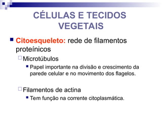 CÉLULAS E TECIDOS
VEGETAIS
 Citoesqueleto: rede de filamentos
proteínicos
Microtúbulos
 Papel importante na divisão e crescimento da
parede celular e no movimento dos flagelos.
Filamentos de actina
 Tem função na corrente citoplasmática.
 