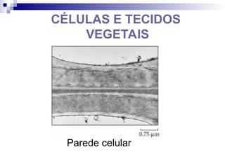 Parede celular
CÉLULAS E TECIDOS
VEGETAIS
 