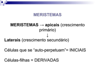 MERISTEMAS
MERISTEMAS → apicais (crescimento
primário)
↓
Laterais (crescimento secundário)
Células que se “auto-perpetuam”= INICIAIS
Células-filhas = DERIVADAS
 