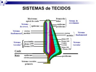 SISTEMAS de TECIDOS
 