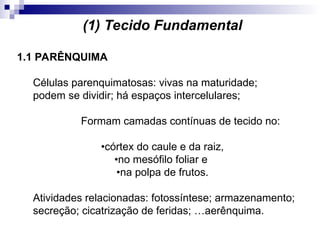 (1) Tecido Fundamental
1.1 PARÊNQUIMA
Células parenquimatosas: vivas na maturidade;
podem se dividir; há espaços intercelulares;
Formam camadas contínuas de tecido no:
•córtex do caule e da raiz,
•no mesófilo foliar e
•na polpa de frutos.
Atividades relacionadas: fotossíntese; armazenamento;
secreção; cicatrização de feridas; …aerênquima.
 