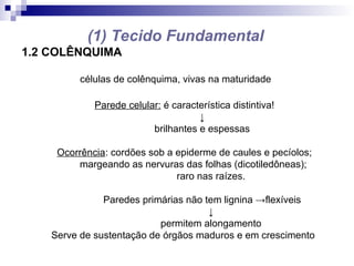 (1) Tecido Fundamental
1.2 COLÊNQUIMA
células de colênquima, vivas na maturidade
Parede celular: é característica distintiva!
↓
brilhantes e espessas
Ocorrência: cordões sob a epiderme de caules e pecíolos;
margeando as nervuras das folhas (dicotiledôneas);
raro nas raízes.
Paredes primárias não tem lignina →flexíveis
↓
permitem alongamento
Serve de sustentação de órgãos maduros e em crescimento
 