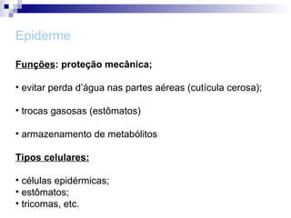 Epiderme
Funções: proteção mecânica;
• evitar perda d’água nas partes aéreas (cutícula cerosa);
• trocas gasosas (estômatos)
• armazenamento de metabólitos
Tipos celulares:
• células epidérmicas;
• estômatos;
• tricomas, etc.
 