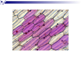 Introdução Célula e tecidos vegetais.ppt