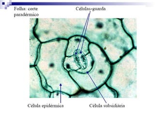 Introdução Célula e tecidos vegetais.ppt