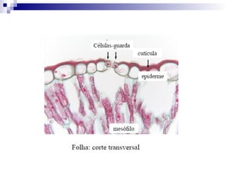 Introdução Célula e tecidos vegetais.ppt