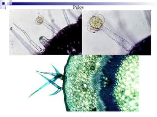 Introdução Célula e tecidos vegetais.ppt