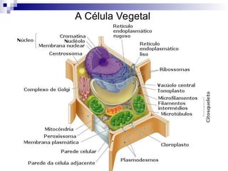 A Célula Vegetal
 