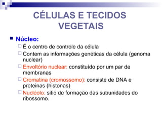 CÉLULAS E TECIDOS
VEGETAIS
 Núcleo:
 É o centro de controle da célula
 Contem as informações genéticas da célula (genoma
nuclear)
 Envoltório nuclear: constituído por um par de
membranas
 Cromatina (cromossomo): consiste de DNA e
proteinas (histonas)
 Nucléolo: sitio de formação das subunidades do
ribossomo.
 