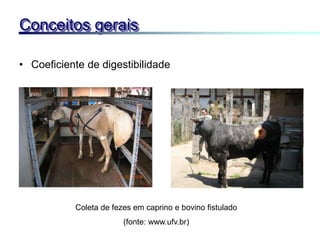 • Coeficiente de digestibilidade
Conceitos gerais
Coleta de fezes em caprino e bovino fistulado
(fonte: www.ufv.br)
 