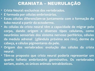CRANIATA – NEURULAÇÃO
• Crista Neural: exclusivas dos vertebrados.
• É formada por células embrionárias.
• Essas células diferenciam-se juntamente com a formação do
tubo neural a partir da ectoderme.
• As células da crista neural têm a capacidade de migrar pelo
corpo, dando origem a diversos tipos celulares, como
neurônios sensoriais dos sistema nervoso periférico, células
da medula adrenal (glândula próxima aos rins), derme da
cabeça, e células pigmentares da pele.
• Origem dos vertebrados: evolução das células da crista
neural.
• Têm-se proposto que crista neural poderia representar um
quarto folheto embrionário germinativo. Os vertebrados
seriam, assim, os únicos animais tetrablásticos.
 