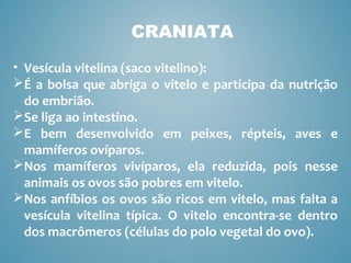 CRANIATA
• Vesícula vitelina (saco vitelino):
É a bolsa que abriga o vitelo e participa da nutrição
do embrião.
Se liga ao intestino.
E bem desenvolvido em peixes, répteis, aves e
mamíferos ovíparos.
Nos mamíferos vivíparos, ela reduzida, pois nesse
animais os ovos são pobres em vitelo.
Nos anfíbios os ovos são ricos em vitelo, mas falta a
vesícula vitelina típica. O vitelo encontra-se dentro
dos macrômeros (células do polo vegetal do ovo).
 