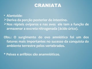 CRANIATA
• Alantoide:
Deriva da porção posterior do intestino.
Nos répteis ovíparos e nas aves ele tem a função de
armazenar a excreta nitrogenada (ácido úrico).
Obs.: O surgimento do ovo amniótico foi um dos
fatores mais importantes no sucesso da conquista do
ambiente terrestre pelos vertebrados.
* Peixes e anfíbios são anamnióticos.
 