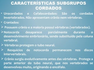 • Urocordados e Cefalocordados: São os cordados
invertebrados. Não apresentam crânio nem vértebras.
• Craniados:
 Possuem crânio e a maioria possui vértebras (vertebrados).
Notocorda desaparece parcialmente durante o
desenvolvimento embrionário, sendo substituído pela coluna
vertebral.
 Vértebras protegem o tubo neural.
 Resquícios de notocorda permanecem nos discos
intervertebrais.
 Crânio surgiu evolutivamente antes das vértebras. Protege a
parte anterior do tubo neural, que nos vertebrados se
desenvolveu muito, originando o encéfalo.
CARACTERÍSTICAS SUBGRUPOS
CORDADOS
 