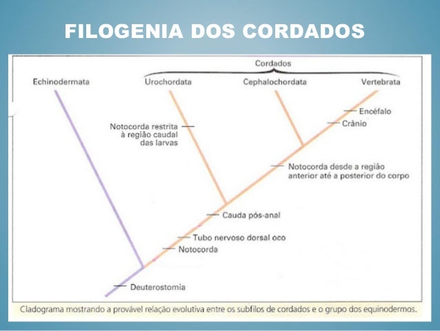 FILOGENIA DE CORDADOS EBOOK FILOGENIA DE CORDADOS EBOOK