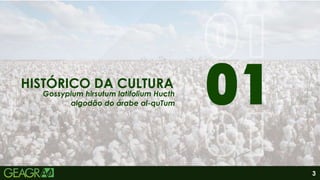 3
01
06
HISTÓRICO DA CULTURA
Gossypium hirsutum latifolium Hucth
algodão do árabe al-quTum
 