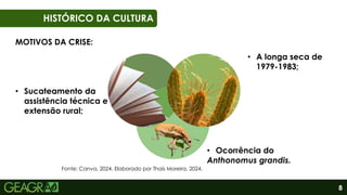 8
01
06
HISTÓRICO DA CULTURA
MOTIVOS DA CRISE:
• Ocorrência do
Anthonomus grandis.
• A longa seca de
1979-1983;
• Sucateamento da
assistência técnica e
extensão rural;
Fonte: Canva, 2024. Elaborado por Thaís Moreira, 2024.
 