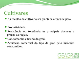 Cultivares
Na escolha da cultivar a ser plantada atenta-se para:
Produtividade.
Resistência ou tolerância às principais doenças e
pragas da região.
Cor, tamanho e brilho do grão.
Aceitação comercial do tipo de grão pelo mercado
consumidor.
 