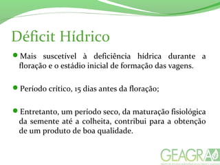 Déficit Hídrico
Mais suscetível à deficiência hídrica durante a
floração e o estádio inicial de formação das vagens.
Período crítico, 15 dias antes da floração;
Entretanto, um período seco, da maturação fisiológica
da semente até a colheita, contribui para a obtenção
de um produto de boa qualidade.
 