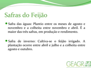 Safras do Feijão
Safra das águas: Plantio entre os meses de agosto e
novembro e a colheita entre novembro e abril. É a
maior das três safras, em produção e rendimento.
Safra de inverno: Cultiva-se o feijão irrigado. A
plantação ocorre entre abril e julho e a colheita entre
agosto e outubro.
 