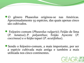 O gênero Phaseolus originou-se nas Américas.
Aproximadamente 55 espécies, das quais apenas cinco
são cultivados.
 Feijoeiro comum (Phaseolus vulgaris); Feijão de lima
(P. lunatus); P. polyanthus; Feijão Ayocote (P.
coccineus) e o feijão tepari (P. acutifolius).
Sendo o feijoeiro-comum, a mais importante, por ser
a espécie cultivada mais antiga e também a mais
utilizada nos cinco continentes.
 