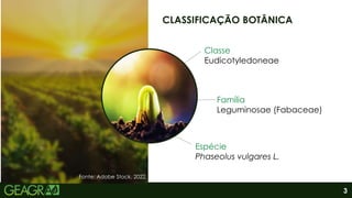 3
CLASSIFICAÇÃO BOTÂNICA
Família
Leguminosae (Fabaceae)
Classe
Eudicotyledoneae
Espécie
Phaseolus vulgares L.
Fonte: Adobe Stock, 2022..
 