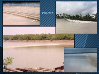 Pororoca
 