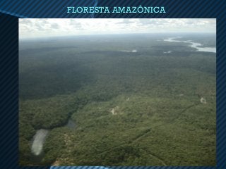 FLORESTA AMAZÔNICA
 