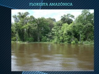 FLORESTA AMAZÔNICA
 