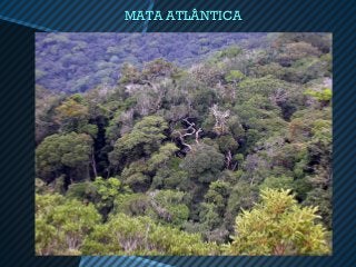 MATA ATLÂNTICA
 